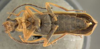 Media type: image;   Entomology 24170 Aspect: habitus ventral view